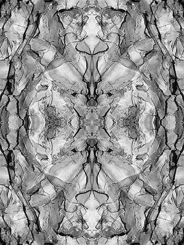 Black and white of quiver tree bark abstract Art Print by Jaynes Gallery